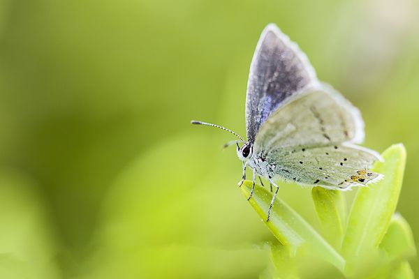 Zwalczenie owadów - skuteczne metody, które oferujemy